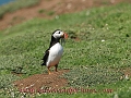 puffin, puffins, british-1